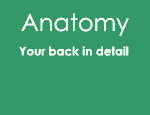 Anatomy