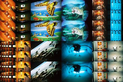 An unnatural history museum