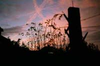 early morning back yard shot